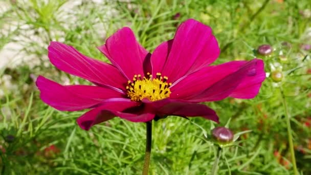 Sluitingen Van Kosmos Bloem Tuin Overdag — Stockvideo