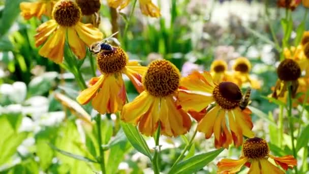 Primer Plano Abeja Helenium Wyndley Flores Jardín Durante Día — Vídeos de Stock