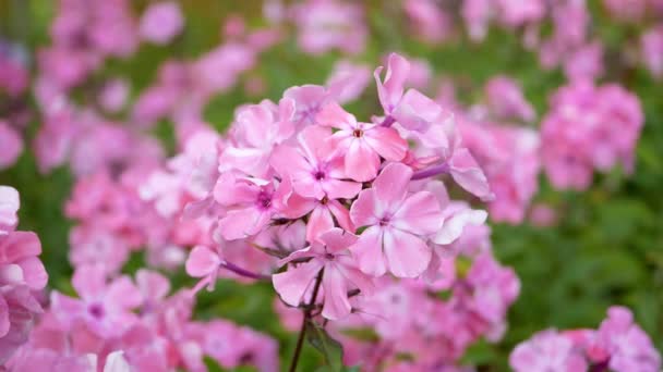 Цветы Розовой Флокс Paniculata Саду Дневное Время — стоковое видео