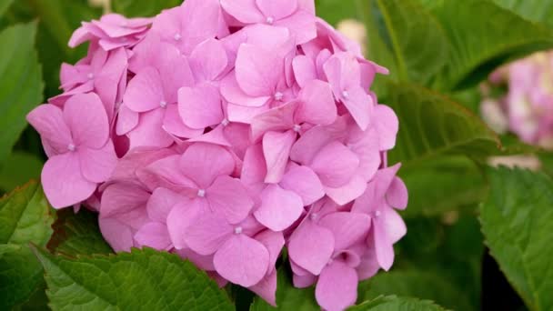 Closeup Hydrangea Hortensis Pink Flowers Garden Daytime — Stock Video