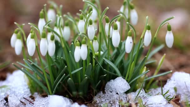 Primeros Planos Las Gotas Nieve Nevadas Comunes Galanthus Nivalis Flores — Vídeo de stock