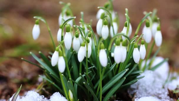 Primeros Planos Las Gotas Nieve Nevadas Comunes Galanthus Nivalis Flores — Vídeo de stock