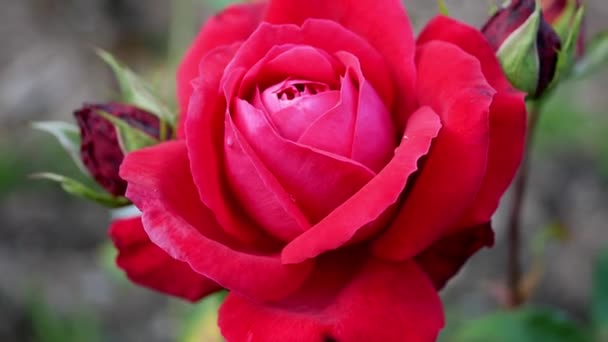 Closeup Beautiful Red Rose Garden Daytime — Stock Video