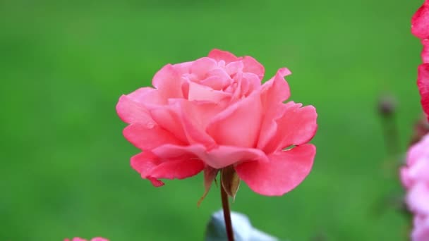 Крупним Планом Красива Рожева Троянда Саду Вдень — стокове відео