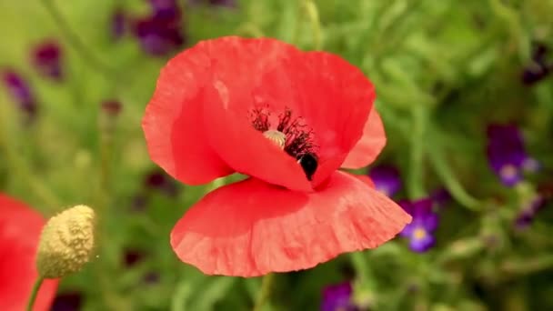 蜜蜂在田里的红色罂粟花上 白日与大黄蜂共结的海狸花 — 图库视频影像