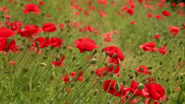 Red Poppy Flowers Field Papaver Flowers Daytime — Stock Video