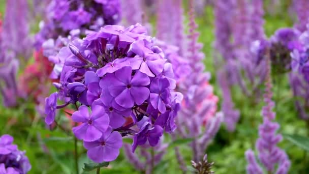 昼間の庭に紫色のPhlox Paniculataの花 — ストック動画