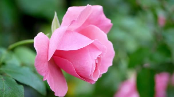 Gros Plan Belle Rose Rose Dans Jardin Jour — Video