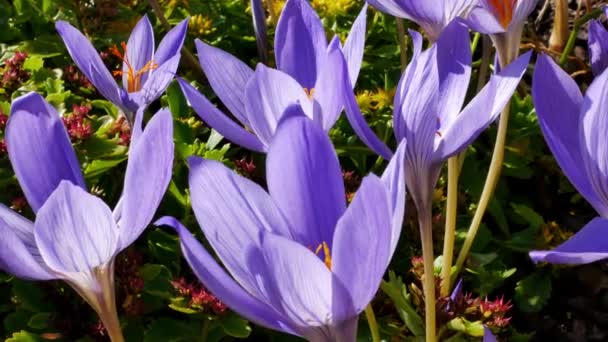 Grupp Höst Krokusar Krokus Saffran Trädgården — Stockvideo