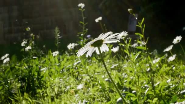 Camomille Fleurit Fleurs Marguerite Fond Naturel Concept Jardinage — Video