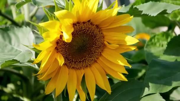 Primer Plano Del Girasol Jardín Durante Día — Vídeos de Stock