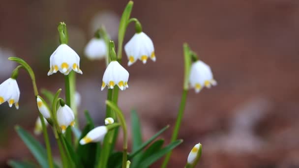 Leucojum Galanthus Snowdrop Квітучі Весняні Буйвольні Квіти — стокове відео