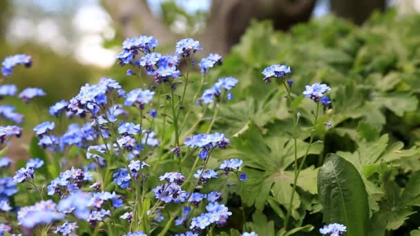 昼間は忘れられない庭の花の閉鎖 — ストック動画