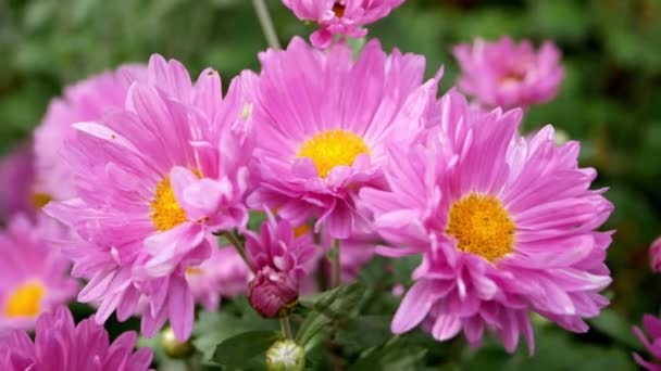 Closeup Hardy Chrysanthemums Garden Daytime — Stock Video