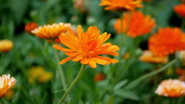 Flores Caléndula Naranja Jardín Durante Día — Vídeos de Stock