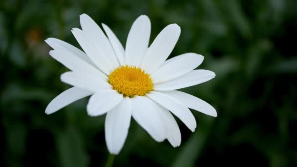 Camomille Fleurit Fleur Marguerite Fond Naturel Concept Jardinage — Video