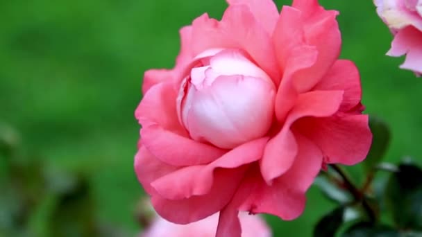 Крупним Планом Красива Рожева Троянда Саду Вдень — стокове відео