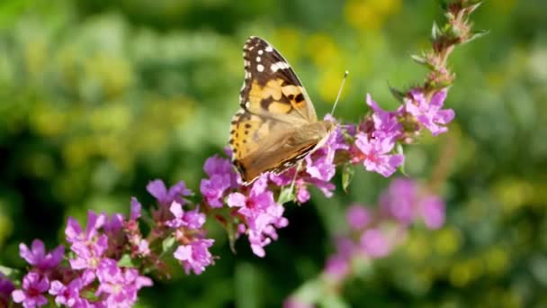 Gros Plan Papillon Sur Les Fleurs Roses Dans Jardin Jour — Video