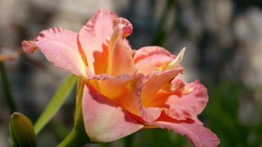  Bahçedeki lillium çiçeği (lityum sıralaması)
