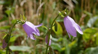 Bahçede Campanula latifolia. Dev çan çiçeği, Campanulaceae familyasından bir çan çiçeği türü. Büyük campanula ve geniş yapraklı çan çiçekleri olarak da bilinir.