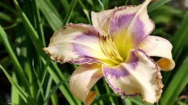  Bahçedeki lillium çiçeği (lityum sıralaması)