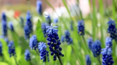 Bahar bahçesinde birçok Hyacinth Muscari (Muscari botryoides) bulunur. Mavi çiçekler. Bulbous bitkisi.