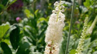Bahçede Actaea heracleifolia ve arı var. Bahçede tıbbi bitkiler yetiştiriyor. Cimicifuga racemosa 'nın beyaz kızılötesi doğal arka planda