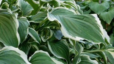 Yeşil çalı Hosta. Hosta gidiyor. Doğa arkaplan resmi. Güzel Hosta arka planda kalır. Hosta - peyzaj parkı ve bahçe tasarımı için süs bitkisi.