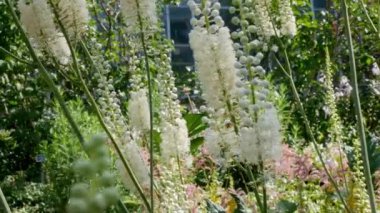 Bahçede Actaea heracleifolia. Bahçede tıbbi bitkiler yetiştiriyor. Cimicifuga racemosa 'nın beyaz kızılötesi doğal arka planda