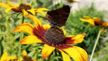 Turuncu bahçeli papatyalar (rudbeckia) çiçekleri. Manzara tasarımında Rudbecia. Boyalı Kadın (Vanessa cardui), Siyah Gözlü Susan 'la beslenen kelebek. Parlak çiçek arkaplanı.