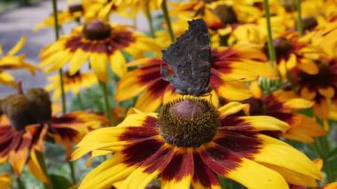 Turuncu bahçeli papatyalar (rudbeckia) çiçekleri. Manzara tasarımında Rudbecia. Boyalı Kadın (Vanessa cardui), Siyah Gözlü Susan 'la beslenen kelebek. Parlak çiçek arkaplanı.