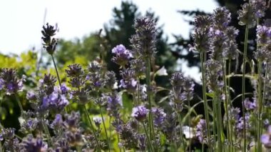Lavandula 'nın mavi çiçekleri doğal arka planda. Lavanta çiçekleriyle güzel bir yaz manzarası. Lavanda mor çiçekleri Bahçede açan güzel güneş ışığı