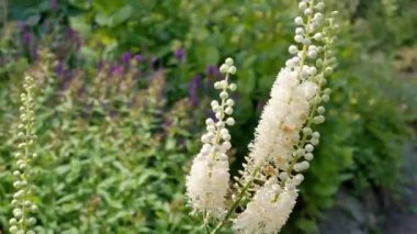 Bahçede Actaea heracleifolia. Bahçede tıbbi bitkiler yetiştiriyor. Cimicifuga racemosa 'nın beyaz kızılötesi doğal arka planda