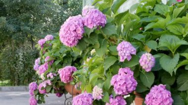Muhteşem infloresans ortanca bahçesi. Güzel hortensiya çiçekleri.