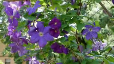 Bahçede uzun ömürlü Clematis sarmaşıkları. Büyüyen klematitler. Açan klematis.