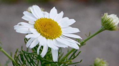 Bahçedeki papağanlar. Çiçek açan odaların olduğu güzel bir doğa manzarası. Papatya Baharı çiçekli arka plan. Yaz papatyası arkaplanı.