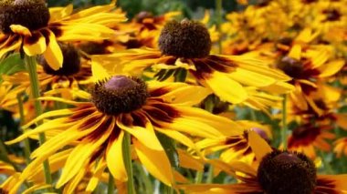 Turuncu bahçeli papatyalar (rudbeckia) çiçekleri. Manzara tasarımında Rudbecia. 