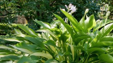 Doğanın arka planında çiçek açan ev sahibi.