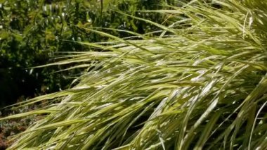 Yeşil Süslü Çimler, Hakonechloa Macra