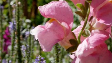 Antirrhinum çiçeği doğa arka planını kapat