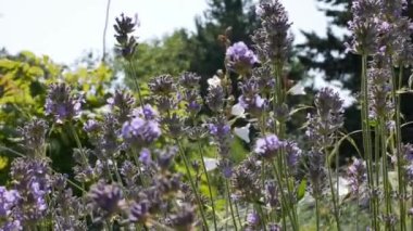 Lavandula 'nın mavi çiçekleri doğal arka planda. Lavanta çiçekleriyle güzel bir yaz manzarası. Lavanda mor çiçekleri Bahçede açan güzel güneş ışığı