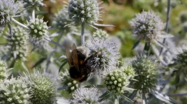 Eryngium officinale, mavi kafalı kır çiçekleri ve güneşli bir yaz gününde tarlada bal arısı