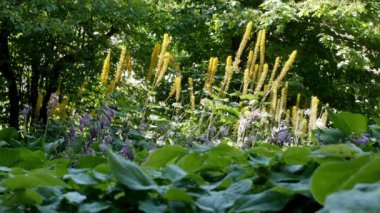 Ligularia (Ligularia dentata) bahçede. Leopar bitkisinin sarı çiçekleri doğal arkaplanda