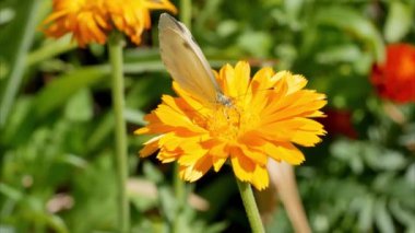 Kelebek, takvim çiçeklerinin üzerinde bir yaz günü. Calendula bahçesinde portakal çiçekleri. Bahçedeki şifalı bitkiler.