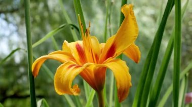 Bahçedeki sarı zambak çiçeği (liyum polymja)