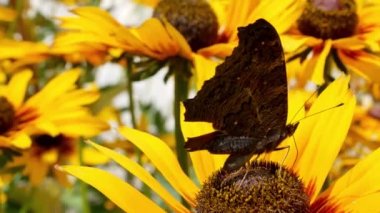 Turuncu bahçeli papatyalar (rudbeckia) çiçekleri. Manzara tasarımında Rudbecia. Boyalı Kadın (Vanessa cardui), Siyah Gözlü Susan 'la beslenen kelebek. Parlak çiçek arkaplanı.
