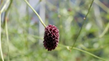 Sanguisorba, Sanguisorba doğal arka planda. Bahçedeki burnet çiçekleri