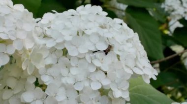 Çin kartopu viburnum çiçek başları karlıdır. Guelder gülü (viburnum opulus, viburnum Boul de Neige) bahar bahçesinde. Peyzaj tasarımında dekoratif çalılıklar
