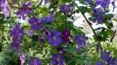 Bahçede uzun ömürlü Clematis sarmaşıkları. Büyüyen klematitler. Açan klematis.