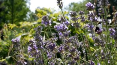 Lavandula 'nın mavi çiçekleri doğal arka planda. Lavanta çiçekleriyle güzel bir yaz manzarası. Lavanda mor çiçekleri Bahçede açan güzel güneş ışığı